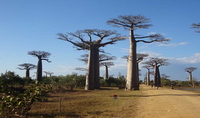 Madagascar 20